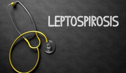 לפטוספירוזיס - תמונת אווירה